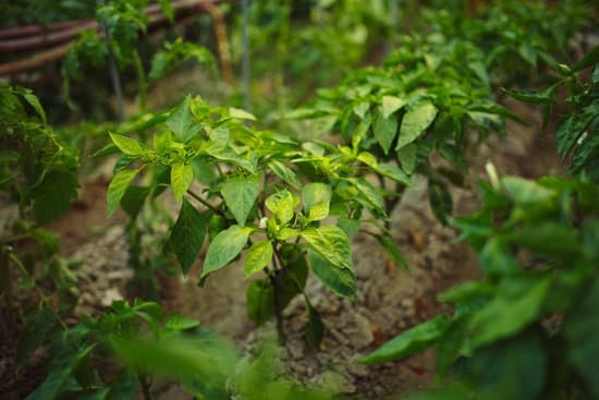 a pepper plant with leaves that are turning yellow