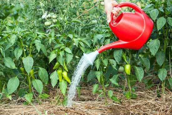 watering peppers