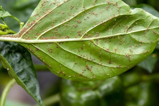 aphids on a pepper plant leaf