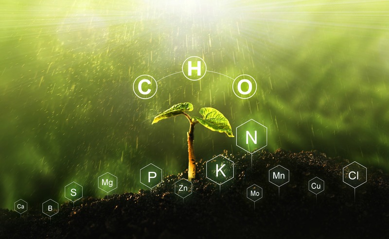 a plant and nutrients