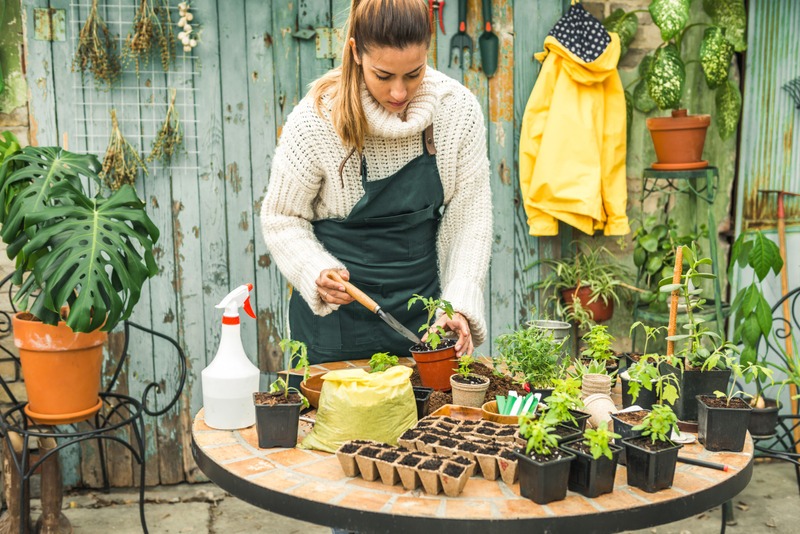potting up tomatoes