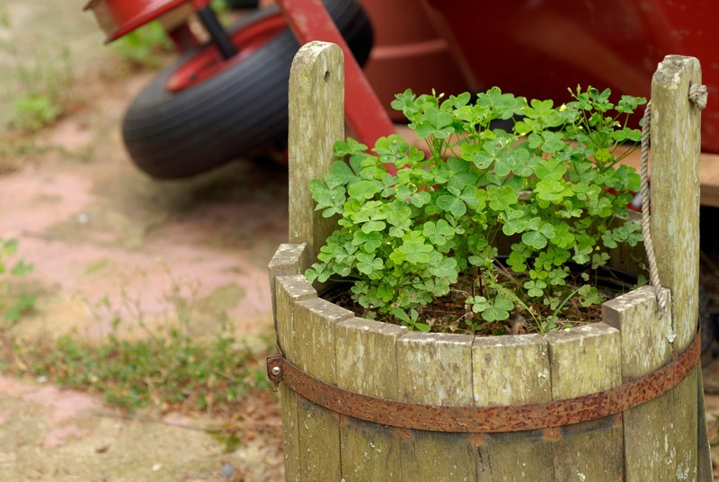 herbs-planted-in-wooden-bucket