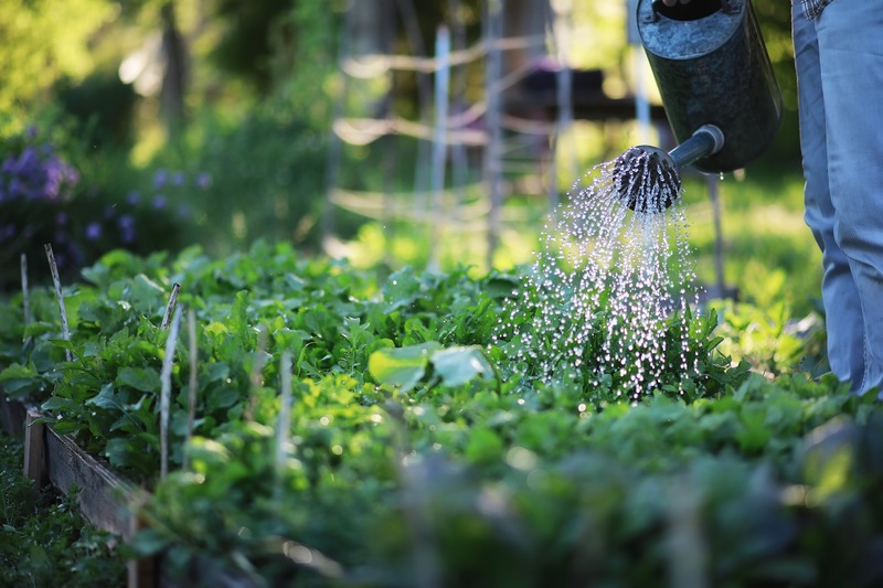 a man watering the garden