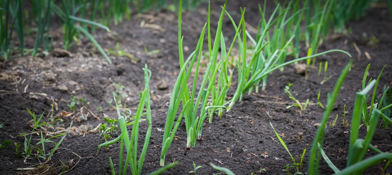onions in the garden