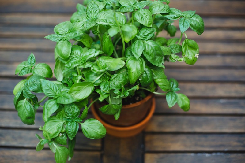 a pot of basil