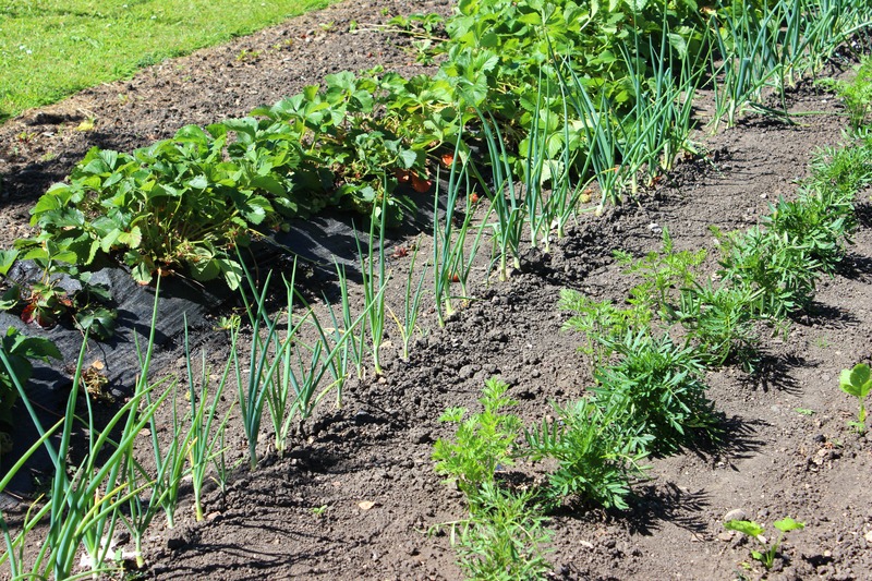an in ground garden of strawberries, lettuce, and onions
