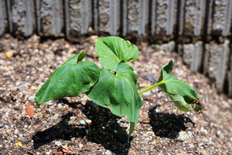 sweet potato plant needs water