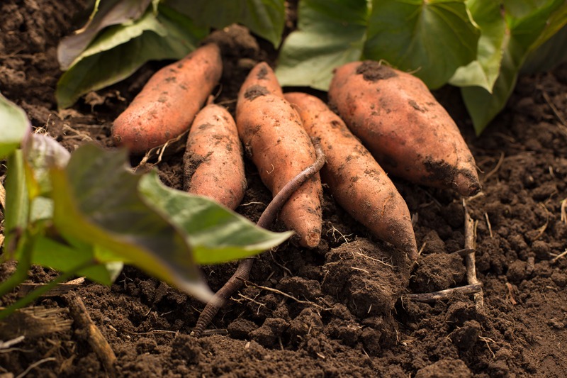 orange sweet potatoes lying on soil with earthworm crawling across them
