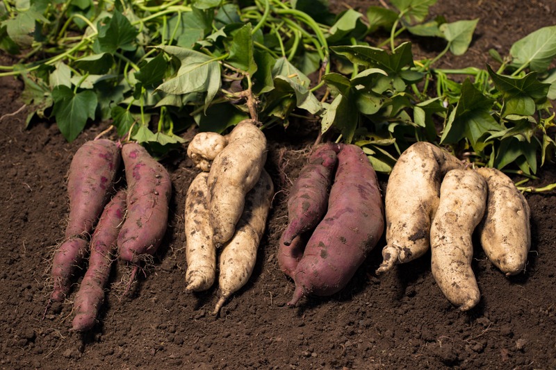 purple and white sweet potatoes laying in dirt with vines attached