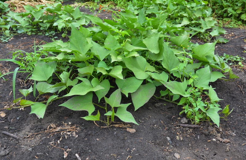 sweet potato vines growing