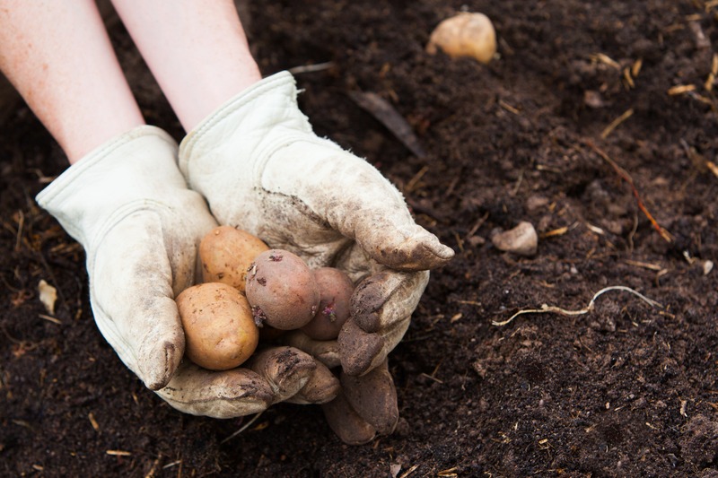 gardener plants potatoes