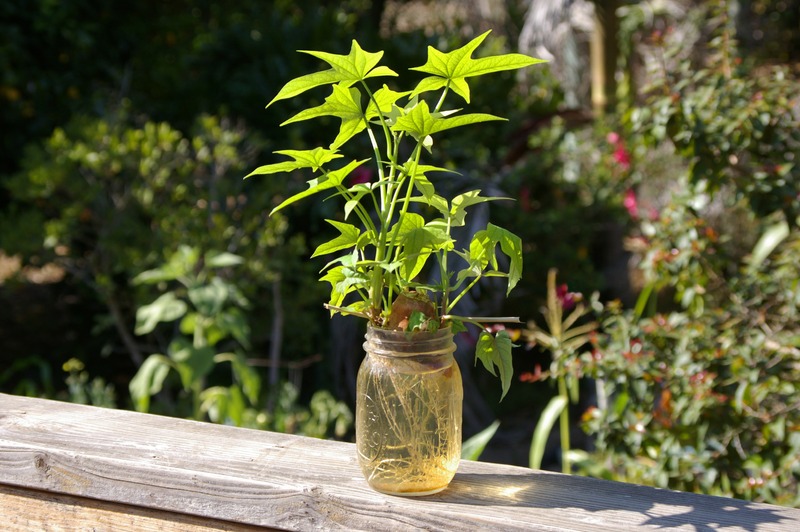 Sweet potato vine growing in a jar