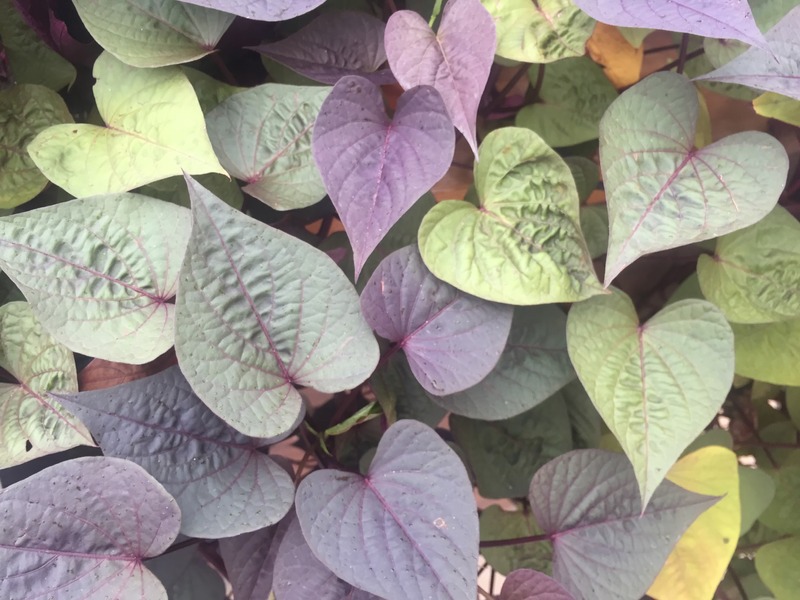 purple and green sweet potato leaves