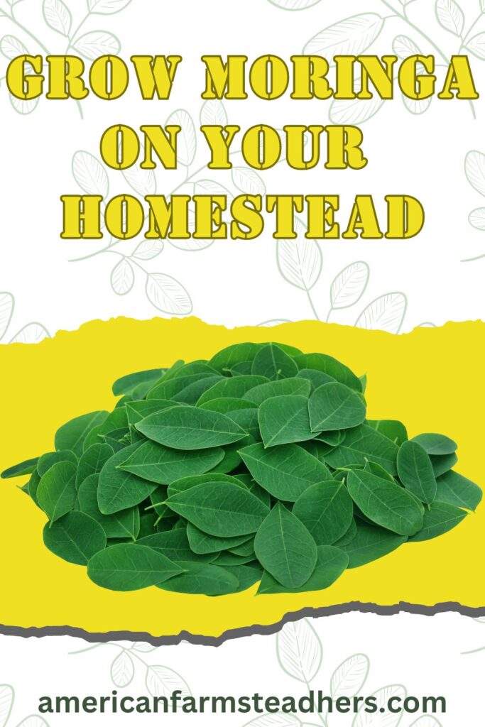 grow moringa featured image
