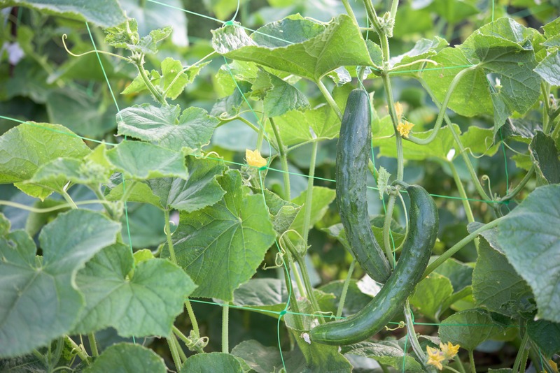 vining cucumbers