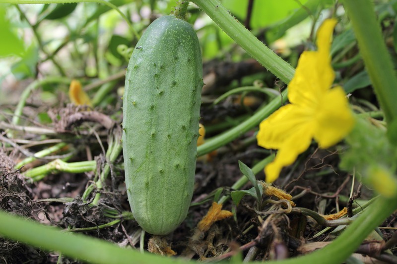 a cucumber on the vine