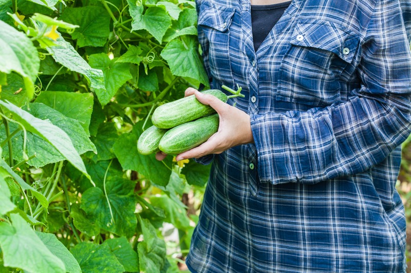 a woman harvested cucumbers