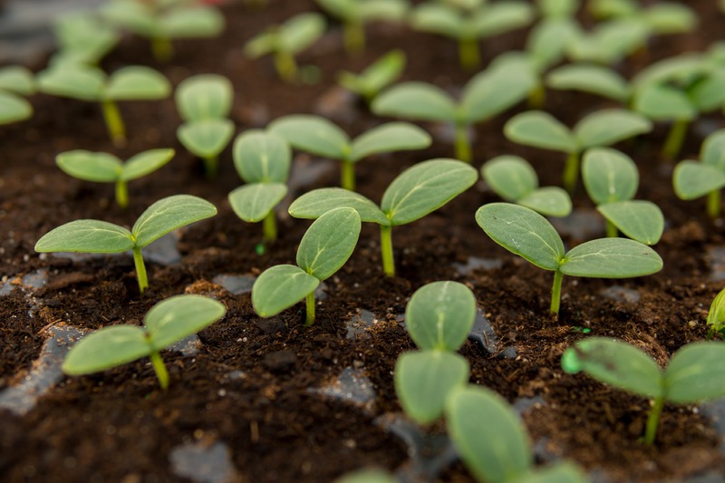 cucumber seedlings