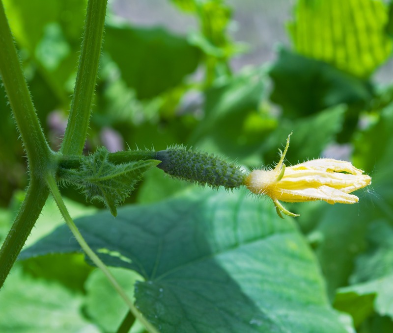 a female cucumber flower