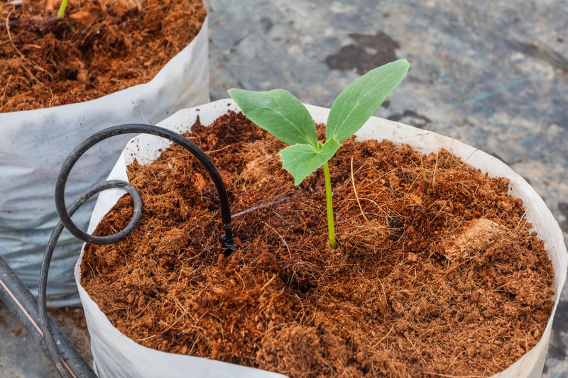 a cucumber seedling with true leaves