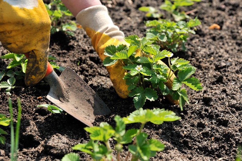 Strawberry Planting