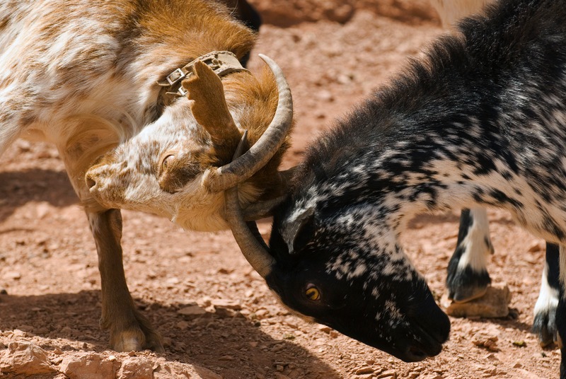 goats-fighting-with-horns