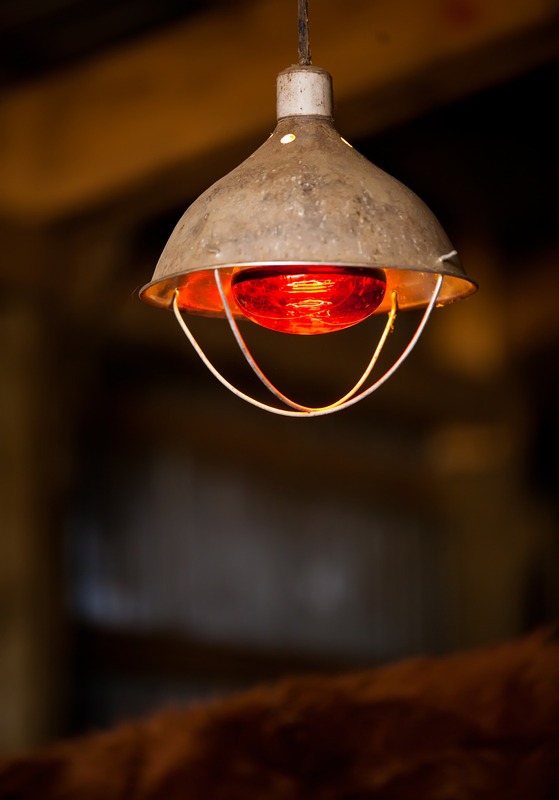 heat lamp in a barn