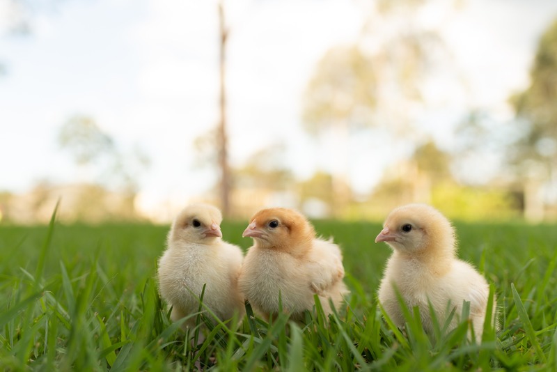 baby chicks in the grass