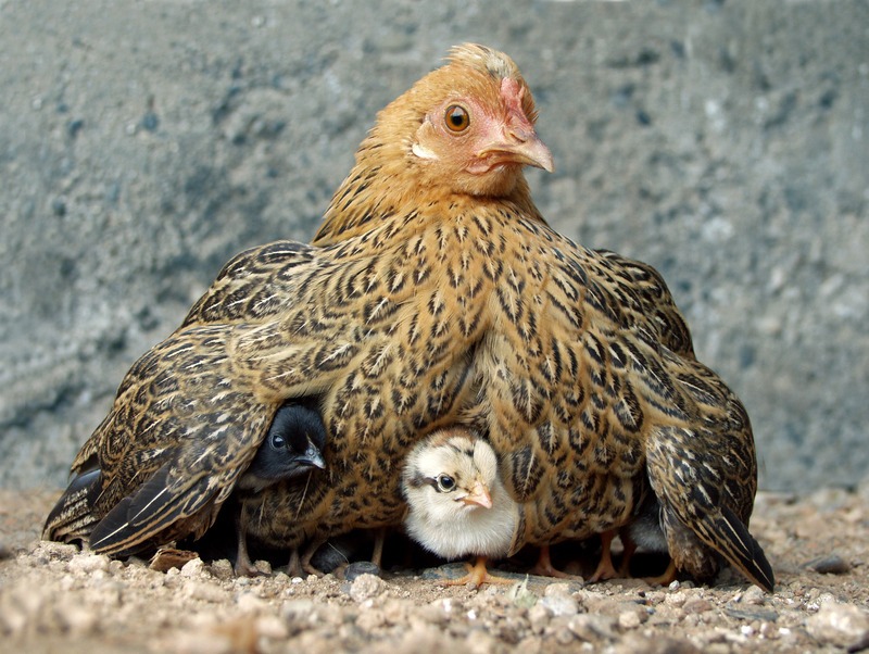 mama hen sitting on chicks