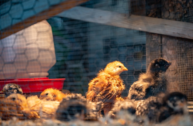 chicks in a brooder