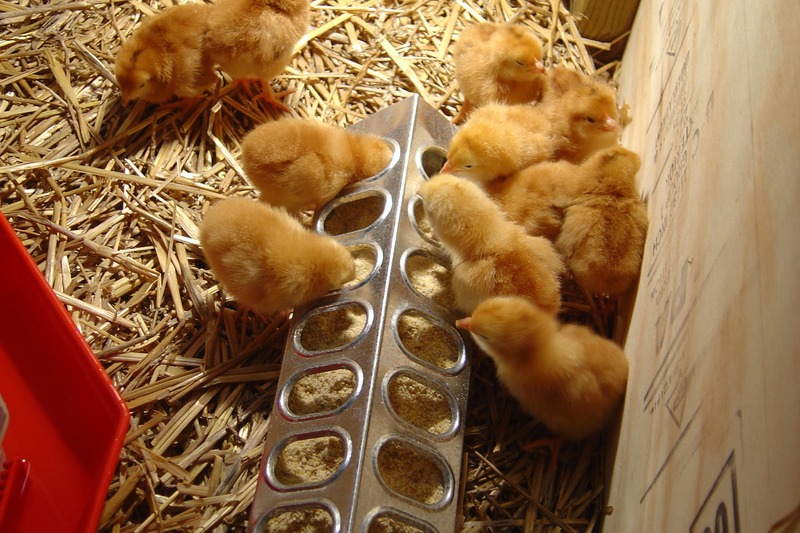 chicks eating in a brooder