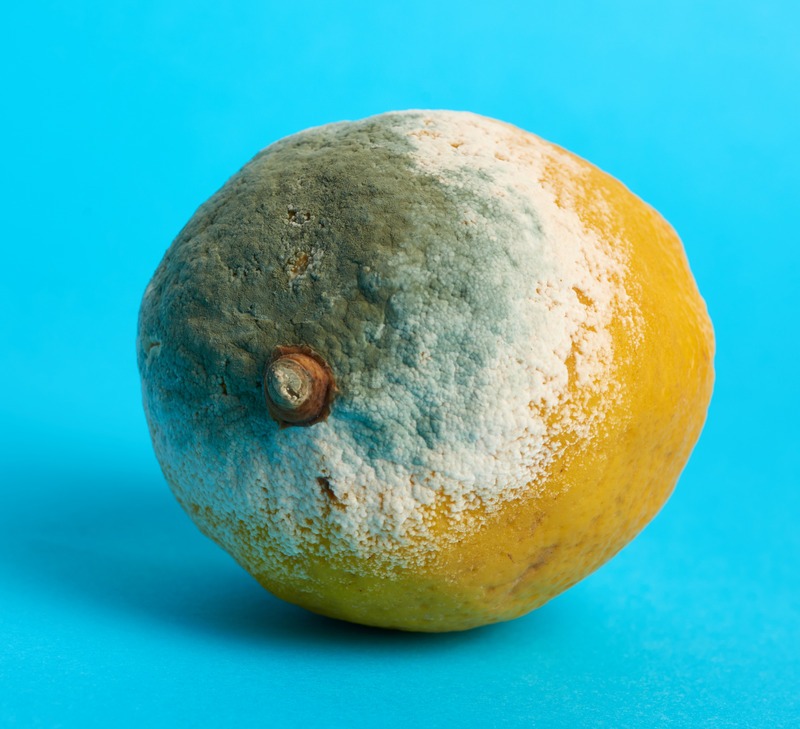 blue-and-green-and-white-mold-on-lemon-rind