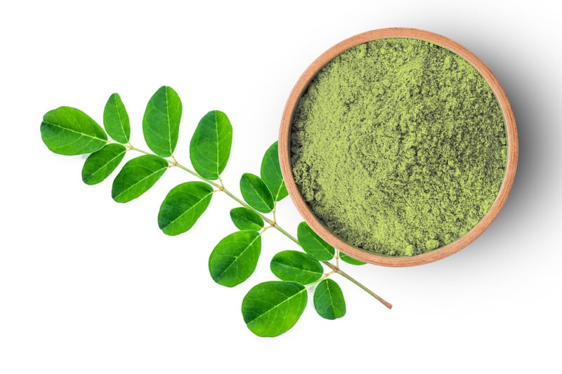 powdered moringa leaves with a fresh limb nearby