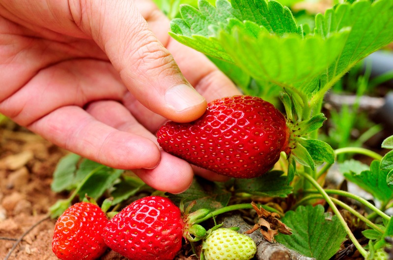 closeup of the hand of a young man picking a strawberry from the plant