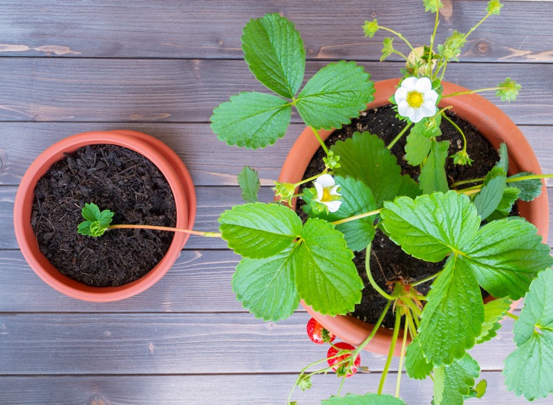 propagating strawberries in pots
