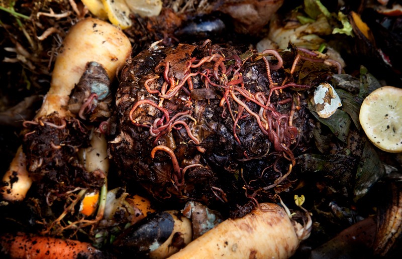 decomposing-food-scraps-in-worm-bin