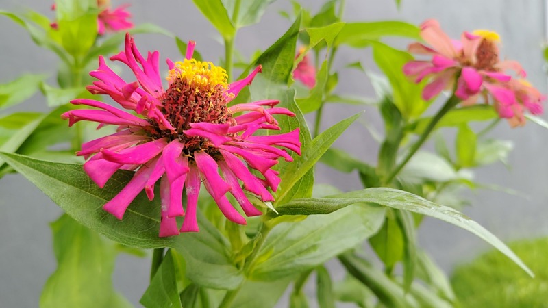 a pink zinnia