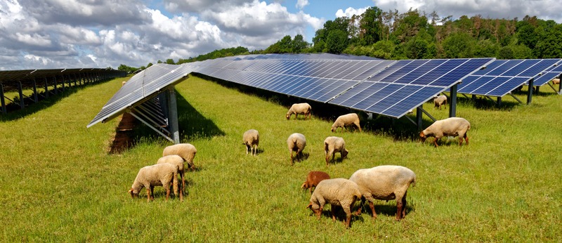 sheep on a solar farm