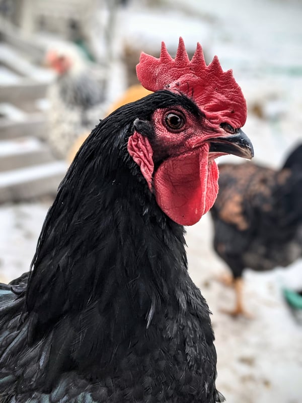 a black sex link chicken
