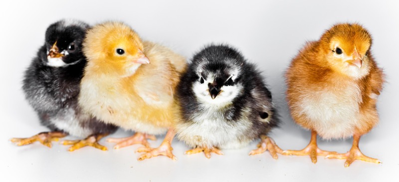 sex-link baby chicks