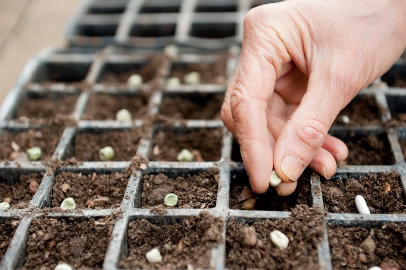 sowing-seeds-in-tray