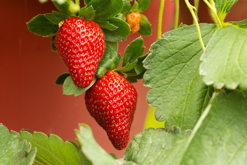 Organic strawberry plant with two big strawberries