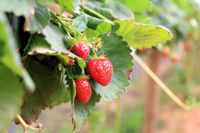 Greenhouse strawberry crop