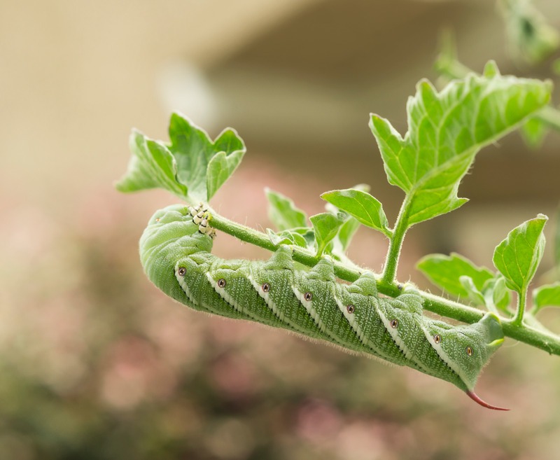 tomato-horn-worm