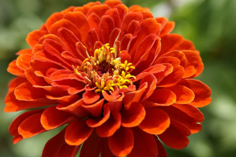 an orange zinnia