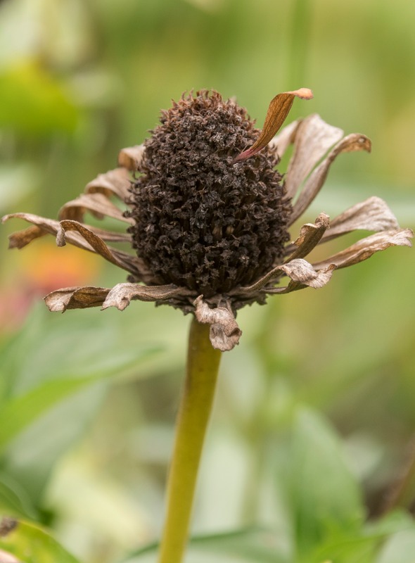 a dried zinnia
