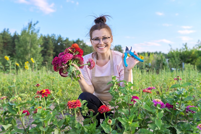 a lady cutting zinnias