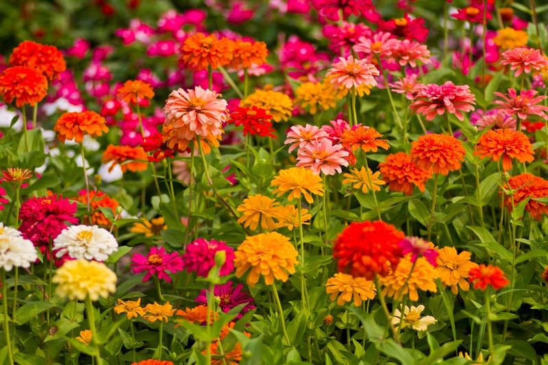 a bunch of zinnias in the garden
