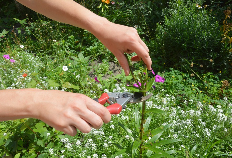 a lady cutting zinnias