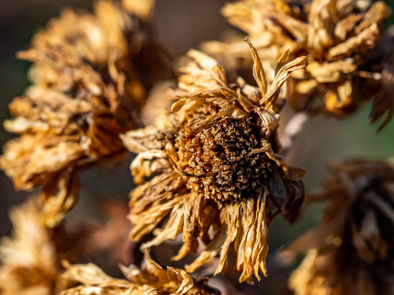 a dried zinnia